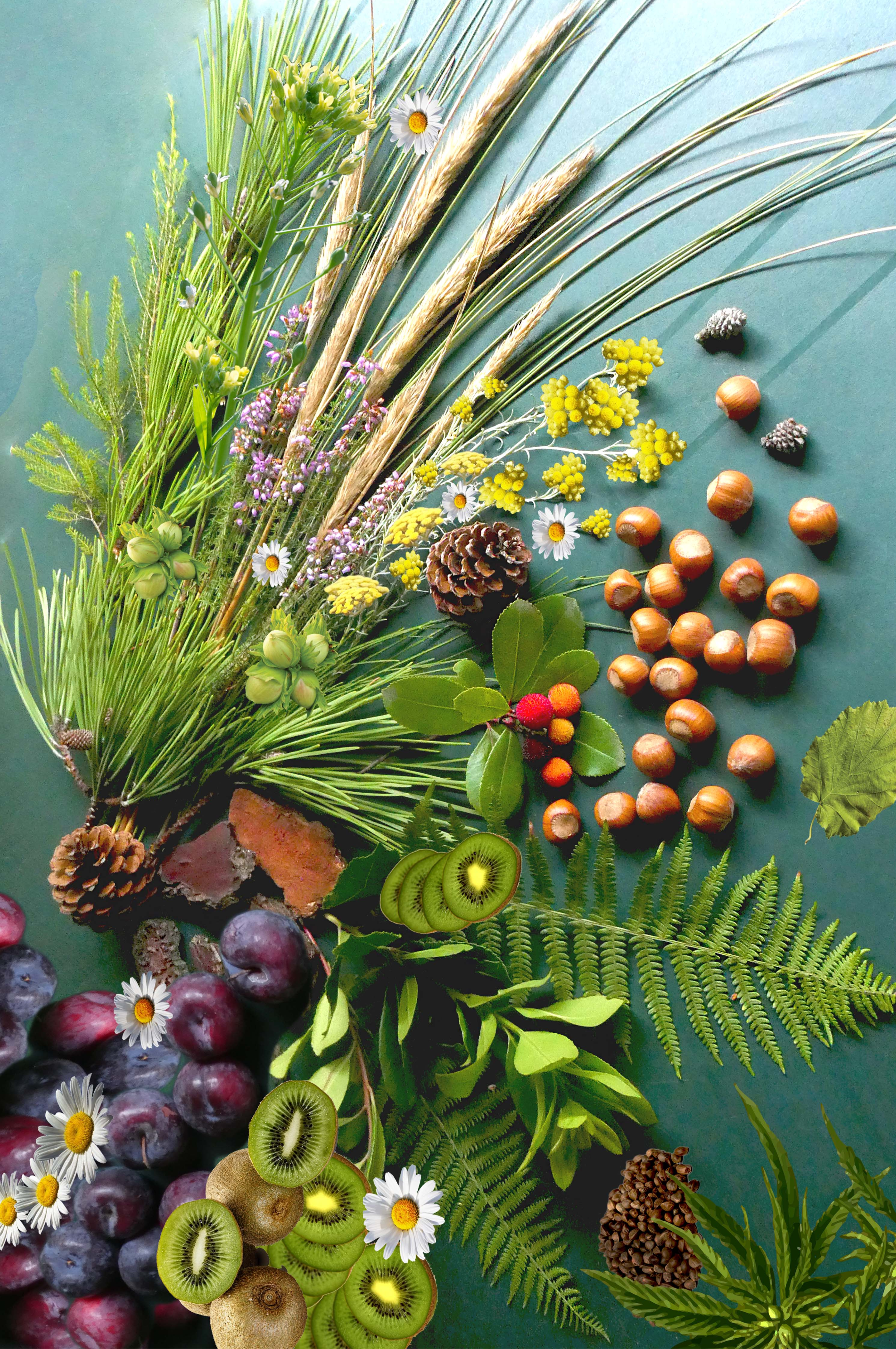 Organic Anti-Aging Serum - Merveille des Landes by Naturare | Sensitive Skin