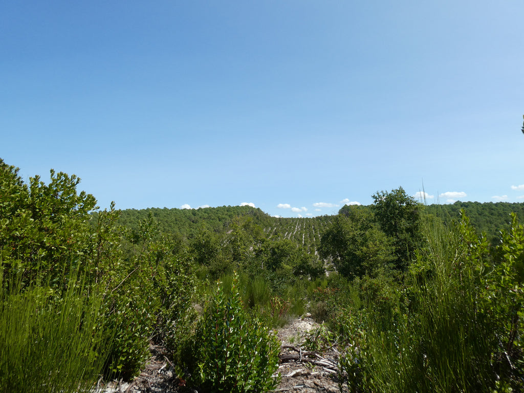 PRO - MERVEILLE DES LANDES BIO - Soin de peau Sensible Régénération Intégrale-7
