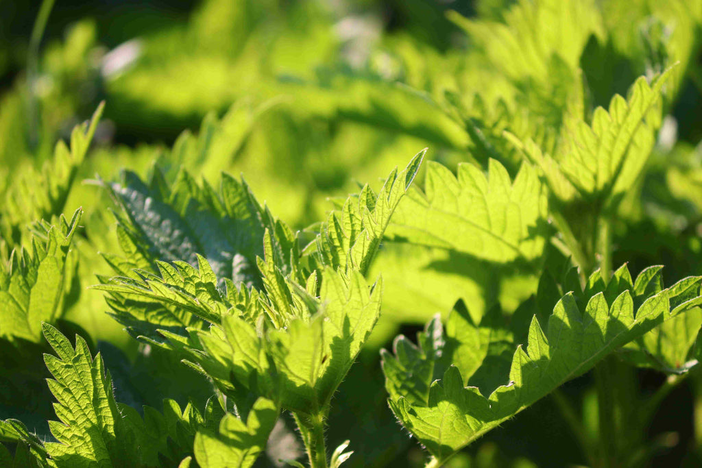 PRO - L'INCROYABLE ORTIE BIO 2000mg - Complément Alimentaire-4